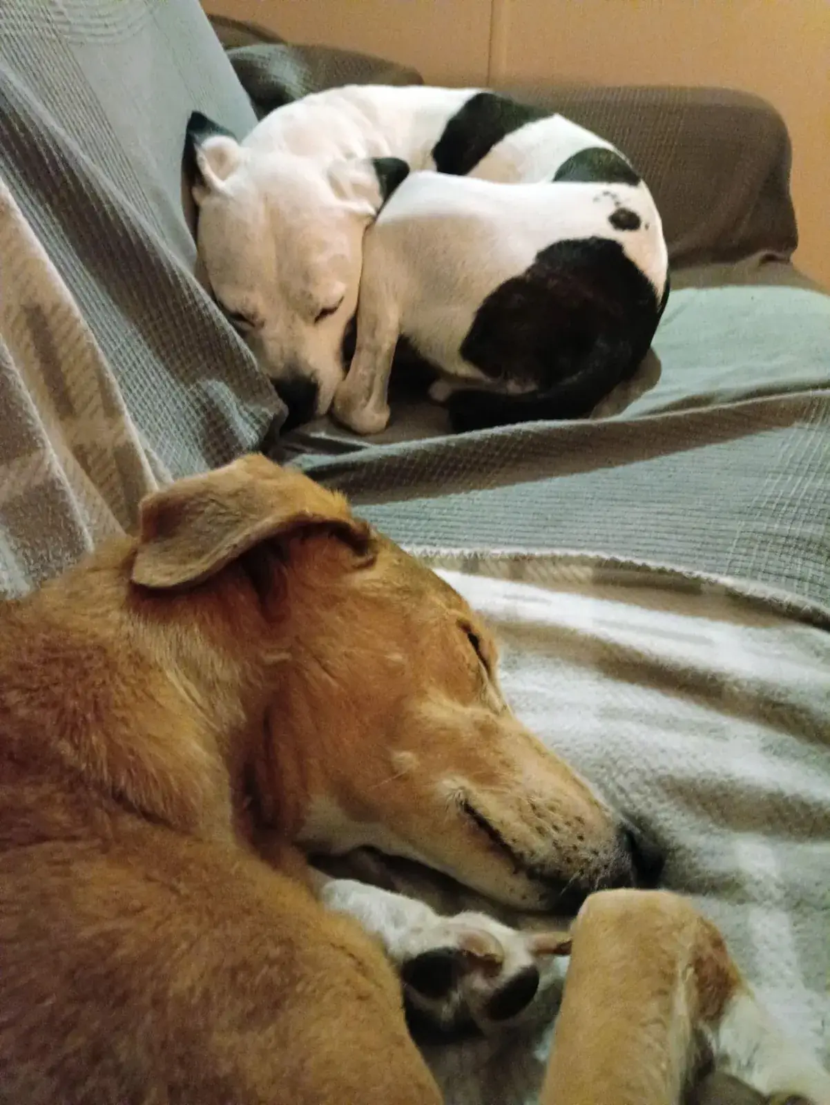 Two dogs asleep together on the settee under a soft grey throw inside Tern 32, with a third dog in the foreground