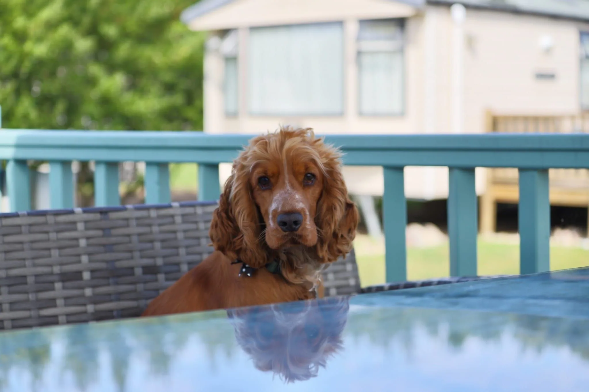 A ginger cocker spaniel sitting at the deck table with turquoise railings and a caravan behind, reflected in the glass table
