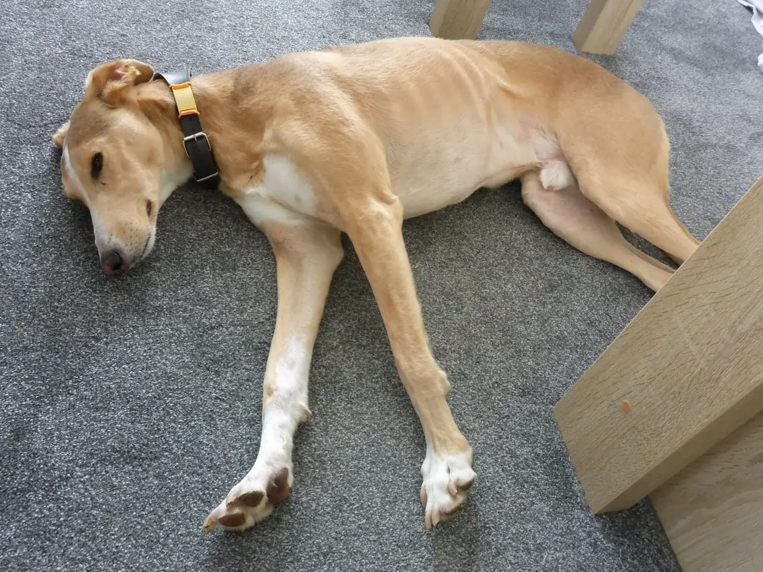 Tan and white lurcher stretched out asleep on the grey carpet inside Tern 32