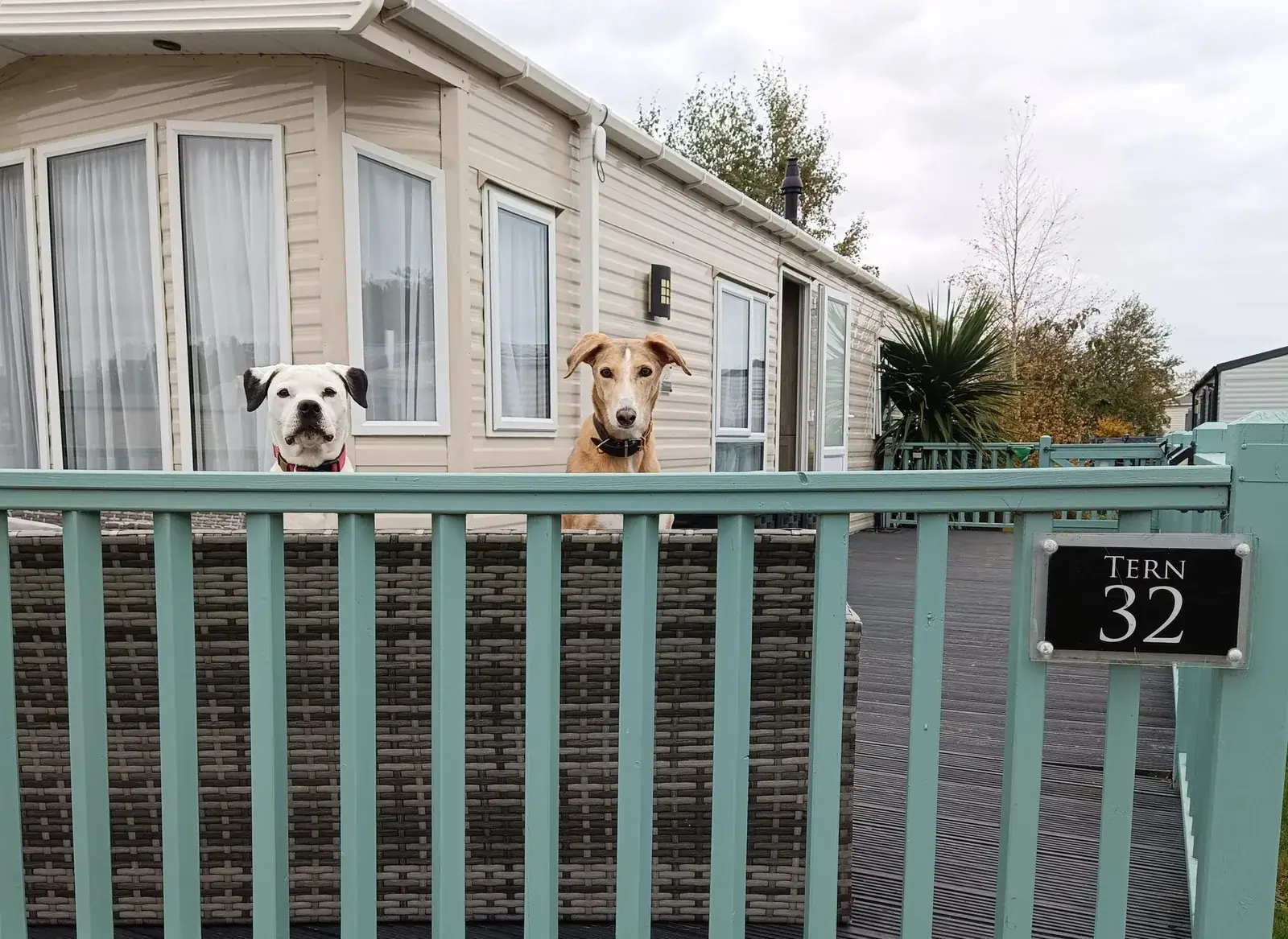 Exterior of Tern 32 with its turquoise deck, fenced seating area, Tern 32 gate sign, and two dogs peering over the fence