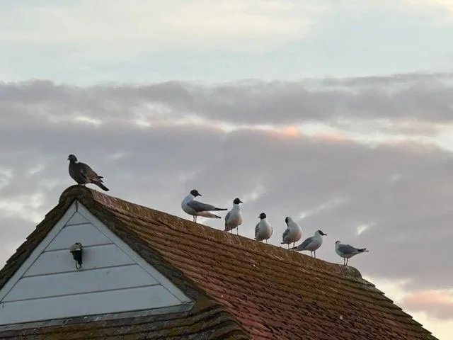 A row of seagulls perched along the tiled roof of a cottage at dusk