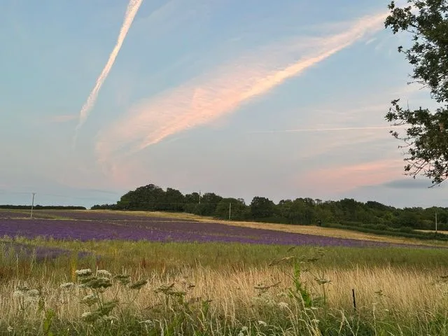 A wide field of purple lavender in bloom beside a hedgerow and trees under a blue sky streaked with contrails
